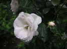 SANY0011