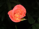 SANY0024