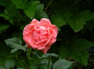 DSCN3575