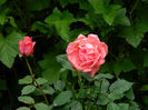 DSCN3580
