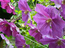 DSCN3661