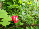 DSCN3666