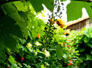 DSCN3685