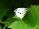 DSCN3692