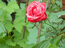 DSCN3712