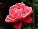 DSCN3724