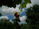 DSCN3739