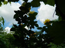 DSCN3747