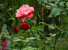 DSCN3767