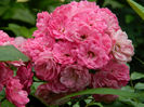DSCN3768