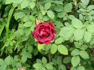 DSCN3772