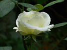 DSCN3777