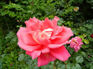 DSCN3782