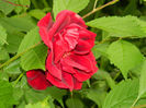 DSCN3787