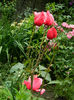 DSCN3792