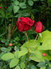 DSCN3798