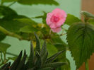 DSCN3832