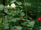 DSCN3478