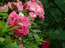 DSCN3479