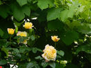 DSCN3484