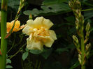 DSCN3489