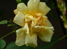DSCN3491
