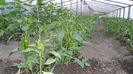 SAM_0555
