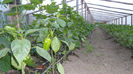 SAM_0556