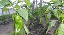 SAM_0558