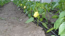 SAM_0566