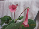 sinnigia