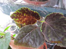 ALTA SMITHIANTHA