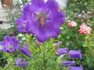 campanula