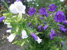 campanula