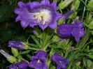 campanula