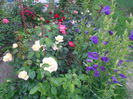 SAM_3875