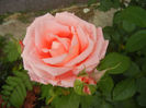 Bright Salmon Rose (2013, May 29)