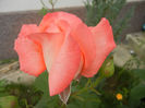 Bright Salmon Rose (2013, May 29)