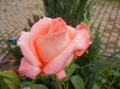 Bright Salmon Rose (2013, June 02)