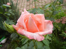 Bright Salmon Rose (2013, June 02)