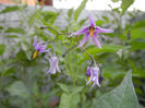 Solanum dulcamara (2013, May 29)
