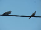 Collared Dove (2013, May 12)