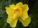 Rose Golden Showers (2012, June 06)