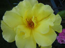 Rose Golden Showers (2012, June 22)
