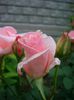 neidentificat [5]