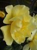 Rose Golden Showers (2012, June 27)
