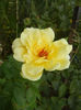 Rose Golden Showers (2012, July 28)