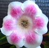 painted_lady11
