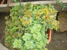 sedum