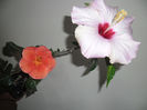 Poze 23 mai 2013 383